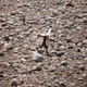 A small boy holds up a cardboard cover over his head to protect himself from the sun as he walks on the dried up bed of river Tawi in Jammu, India.